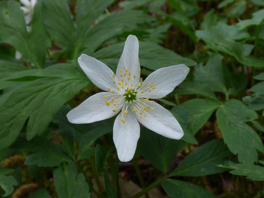 Anemone nemorosa